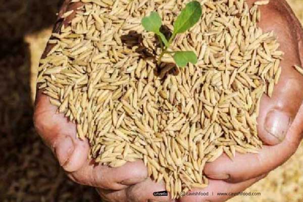 انتخاب بذر با کیفیت برنج -مجله کاویش