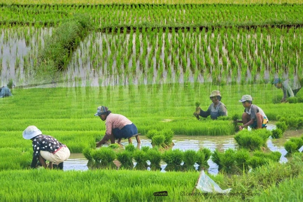 لغو ممنوعیت کشت برنج، باعث تشدید بحران آبی کشور می شود