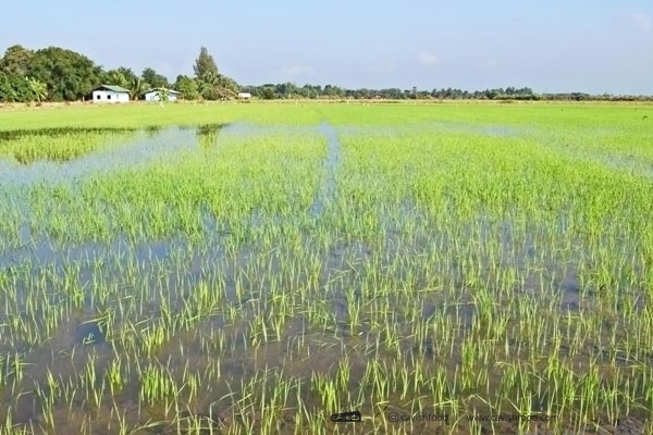 لغو ممنوعیت کشت برنج، باعث تشدید بحران آبی کشور 