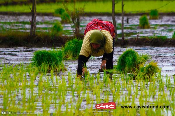بهترین برنج ایران از دید کشاورزان -کاویش