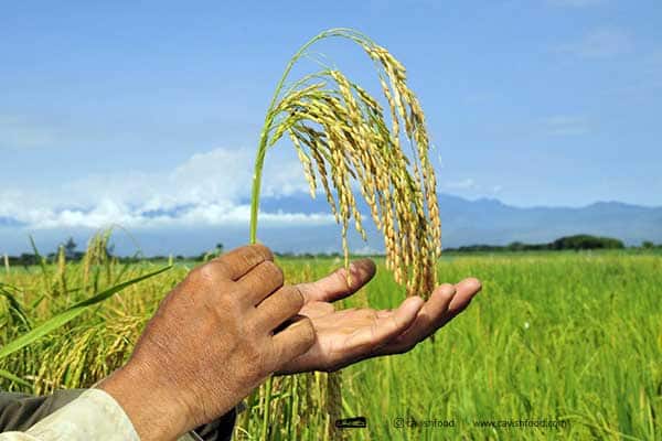 بزرگترین تولید کننده برنج در دنیا - ۳