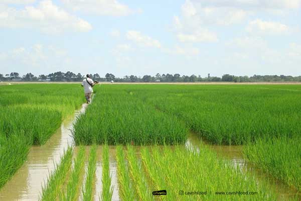 بزرگترین تولید کننده برنج در دنیا - ۱