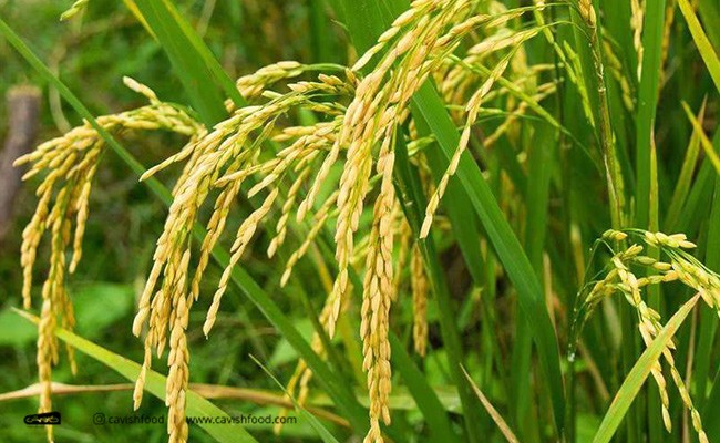 بهترین بذر برنج