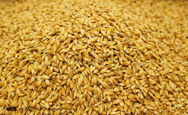 طریقه جوانه زدن بذر برنج