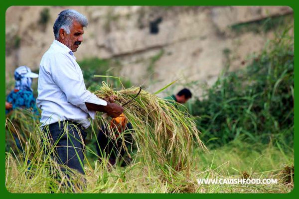 کشاورز برنج کار کاویش