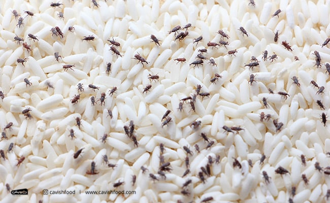 دردسرهای کرم های سفید در برنج