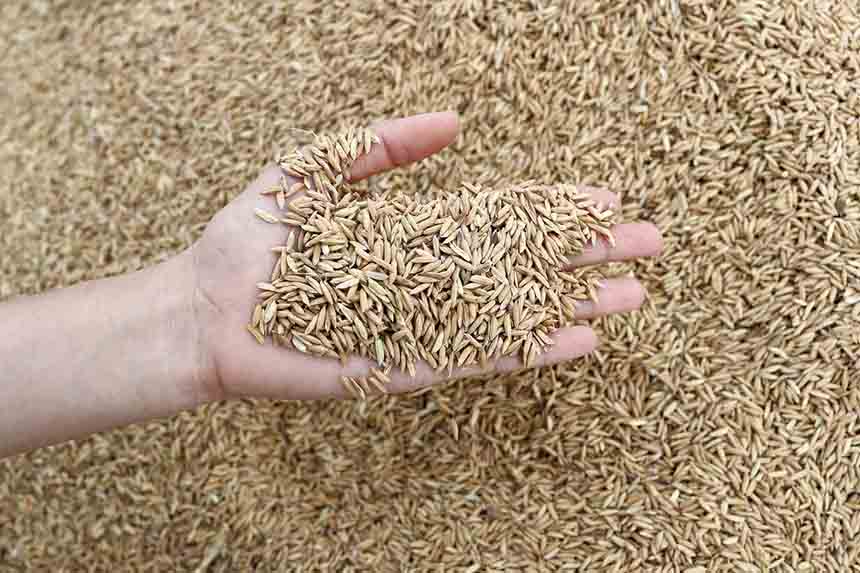 آماده نمودن بذر برنج