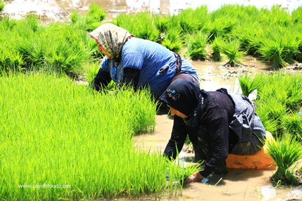 مراحل کشت برنج در شمال ایران