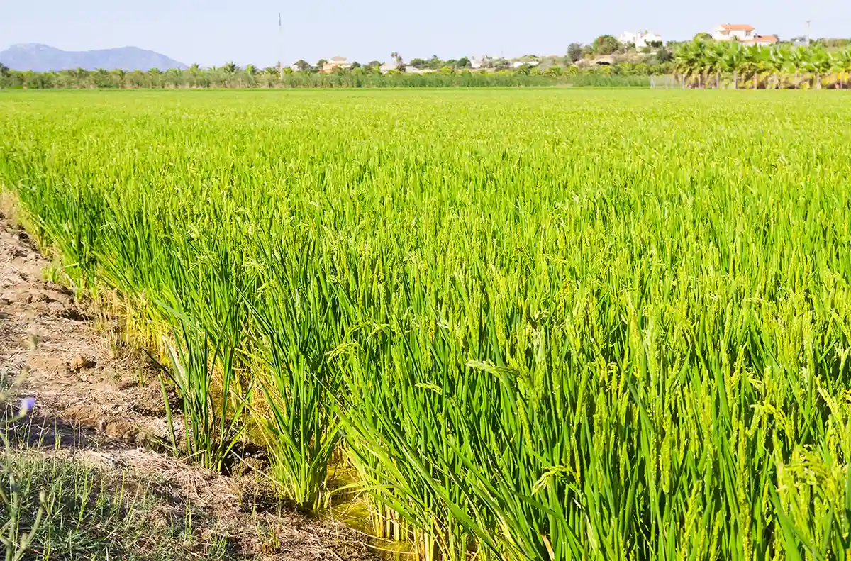 زمین برنج کاویش فود