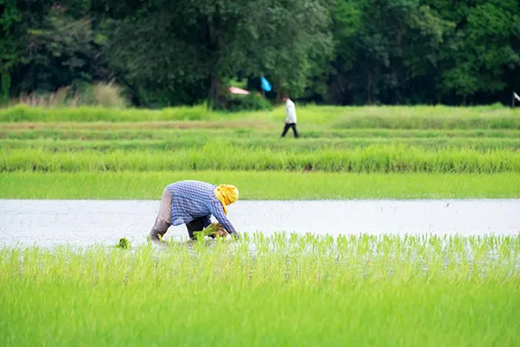 خرید مستقیم برنج از کارخانه