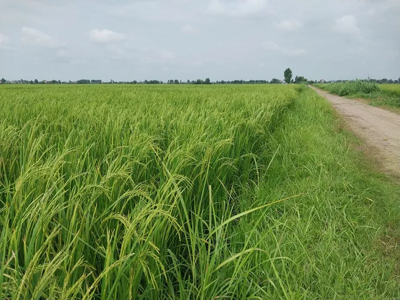 قدمت برنج و شالیزار برنج در شمال