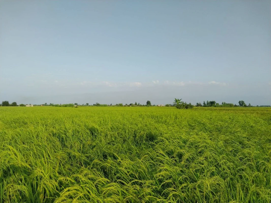 شالیزار برنج ایرانی