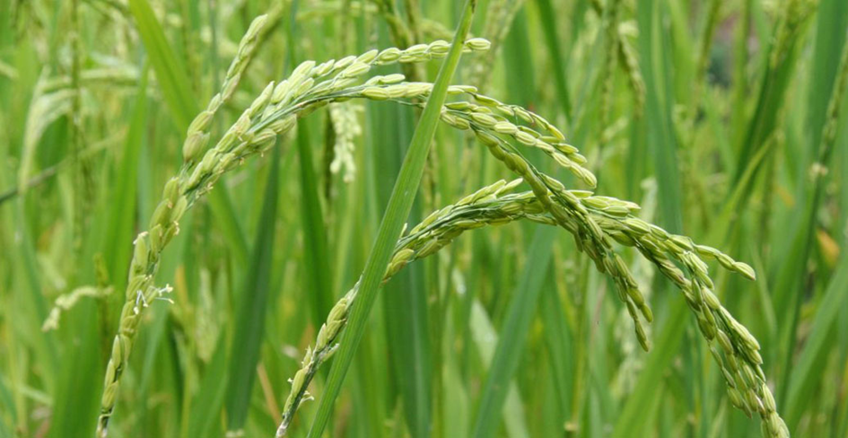 قیمت برنج در یزد